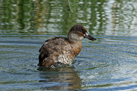 Andean Duck (Oxyura ferruginea - Duck)