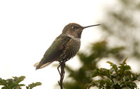Annas Hummingbird (1st Winter Male)