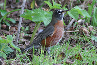 American Robin (1st Winter Male)