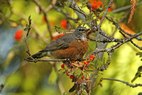 American Robin (Female)