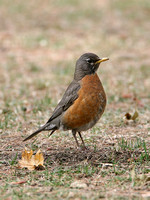 American Robin (Female)
