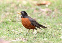 American Robin (Male)