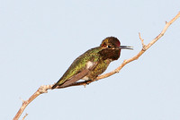 Annas Hummingbird (Male)
