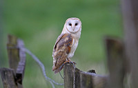 Barn Owl (Adult)