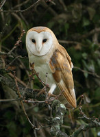 Barn Owl (Adult)