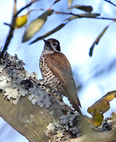 Arizona Woodpecker (Female)