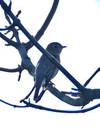 Asian Brown Flycatcher (1st Winter)