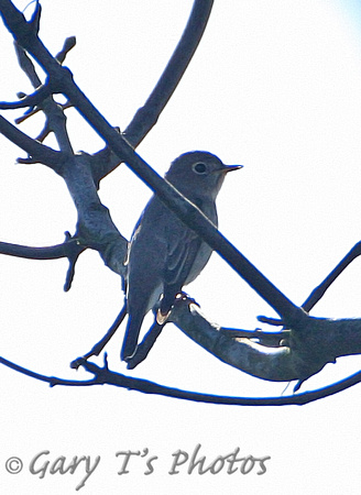 Asian Brown Flycatcher (1st Winter)