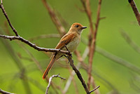 Ash-throated Casiornis