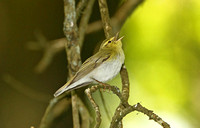 Wood Warbler (Male)