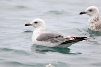 Armenian Gull (2nd Winter)