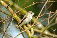 Asian Brown Flycatcher (Adult)