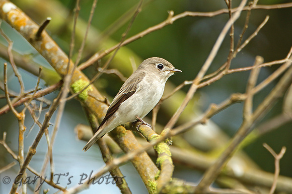 Asian Brown Flycatcher (Adult)