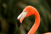 Andean Flamingo (Adult)
