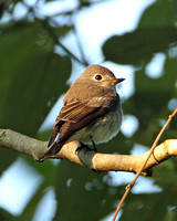 Asian Brown Flycatcher (Adult)