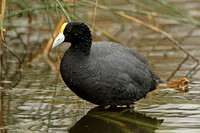 Andean (Slate-coloured) Coot