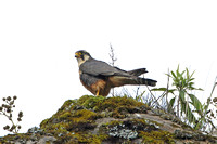 Aplomado Falcon (Adult)