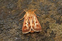 Antler Moth (Cerapteryx graminis)
