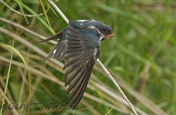 Barn Swallow (Juvenile)