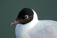 Andean Gull (Adult Summer)