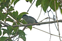 Bahia Antwren (Male)