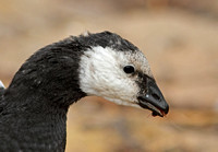 Barnacle Goose (Juvenile)