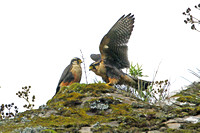 Aplomado Falcon (Pair)