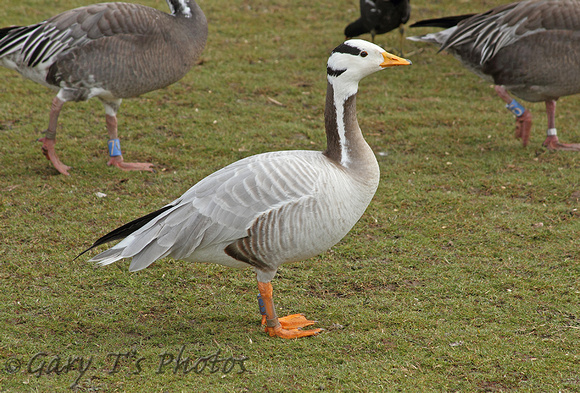 Bar-headed Goose