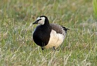 Barnacle Goose (Adult)