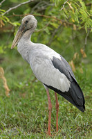 Asian Openbill Stork (Adult Winter)