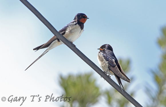 Barn Swallow (Pair)