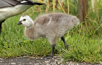 Barnacle Goose (Immature)