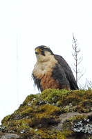 Aplomado Falcon (Adult)