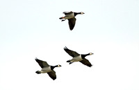Barnacle Goose (Adults)