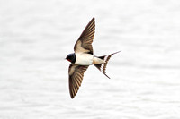 Barn Swallow (Adult)