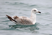 Armenian Gull (1st Winter)