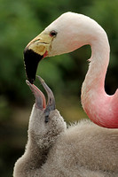 Andean Flamingo (Adult & Immature - Captive)