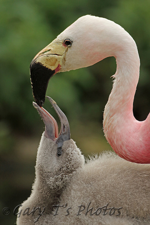 Andean Flamingo (Adult & Immature - Captive)