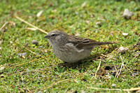Ash-breasted Sierra-finch (Female)