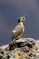 Andean Flicker (Male)