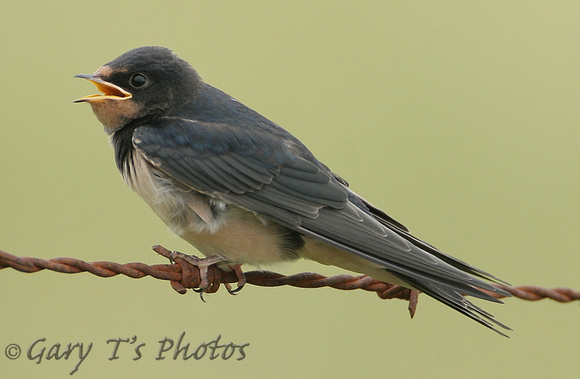 Barn Swallow (Juvenile)