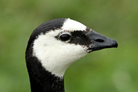 Barnacle Goose (Adult)