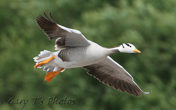 Bar-headed Goose