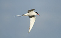 Arctic Tern (Adult Summer)