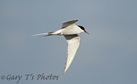 Arctic Tern (Adult Summer)