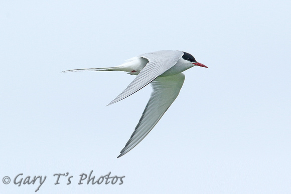 Arctic Tern (Adult Summer)