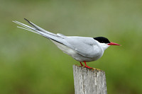 Arctic Tern (Adult Summer)