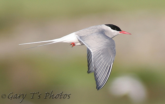 Arctic Tern (Adult Summer)