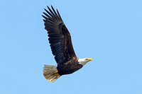 Bald Eagle (Adult)