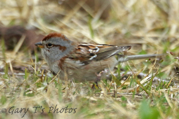 American Tree Sparrow